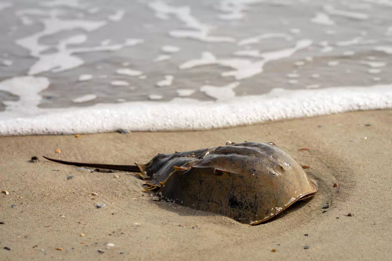Horseshoe crabs that survived 450 mn yrs may become extinct in Odisha soon: Ex-CSIR scientist Horseshoe crabs that survived 450 mn yrs may become extinct in Odisha soon: Ex-CSIR scientist