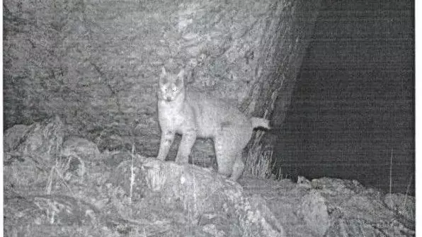 rare Eurasian lynx