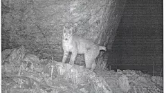 rare Eurasian lynx rare Eurasian lynx