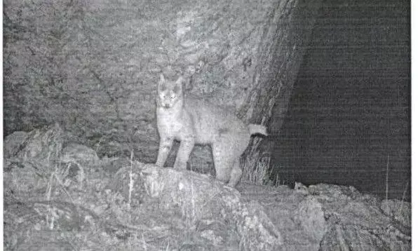 rare Eurasian lynx rare Eurasian lynx