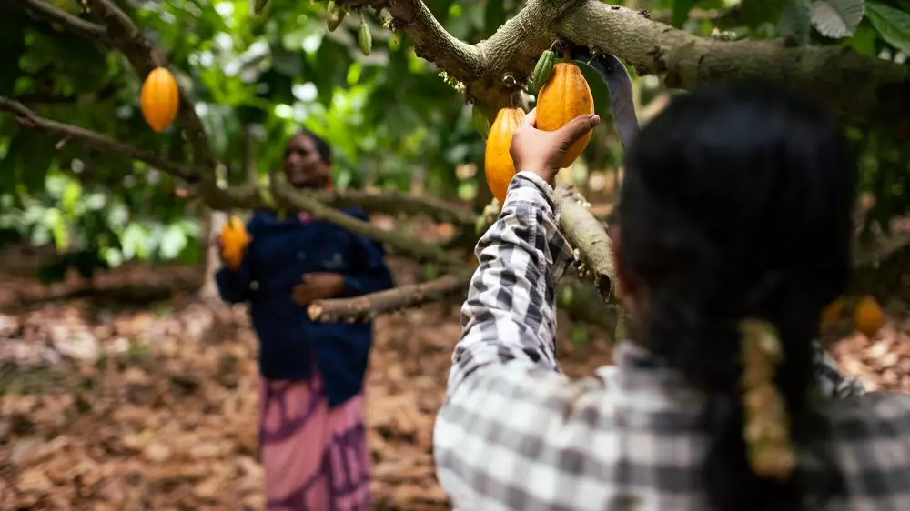 World Chocolate Day: How entry of craft chocolatiers has changed cacao cultivation in India World Chocolate Day: How entry of craft chocolatiers has changed cacao cultivation in India