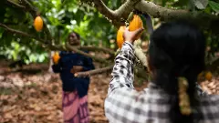 World Chocolate Day: How entry of craft chocolatiers has changed cacao cultivation in India