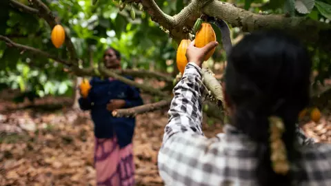 World Chocolate Day: How entry of craft chocolatiers has changed cacao cultivation in India World Chocolate Day: How entry of craft chocolatiers has changed cacao cultivation in India