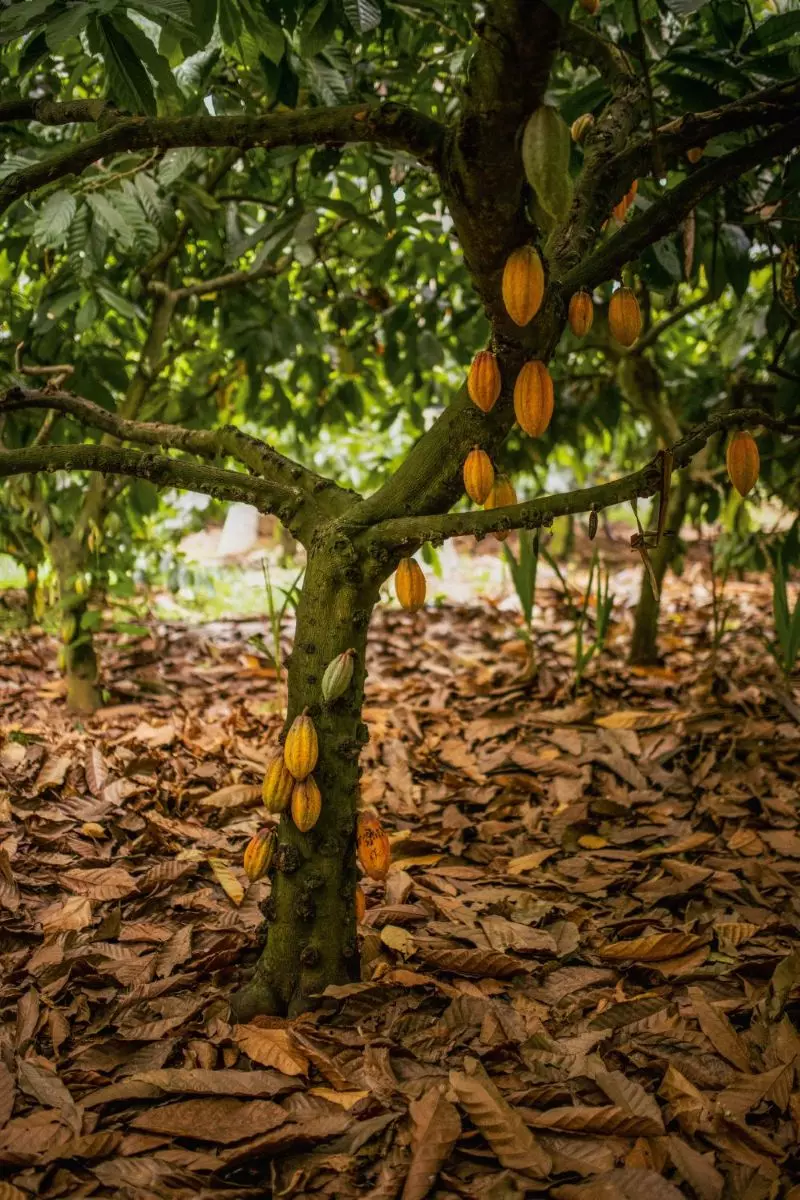 In India, cacao is mostly grown as an intercrop on estates growing arecanut, coconut etc. Photo: By special arrangement
