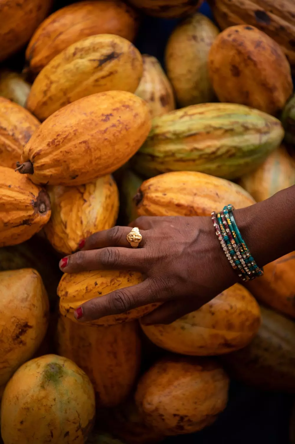 Harvested cacao pods at a farm in India. Photo: By special arrangement
