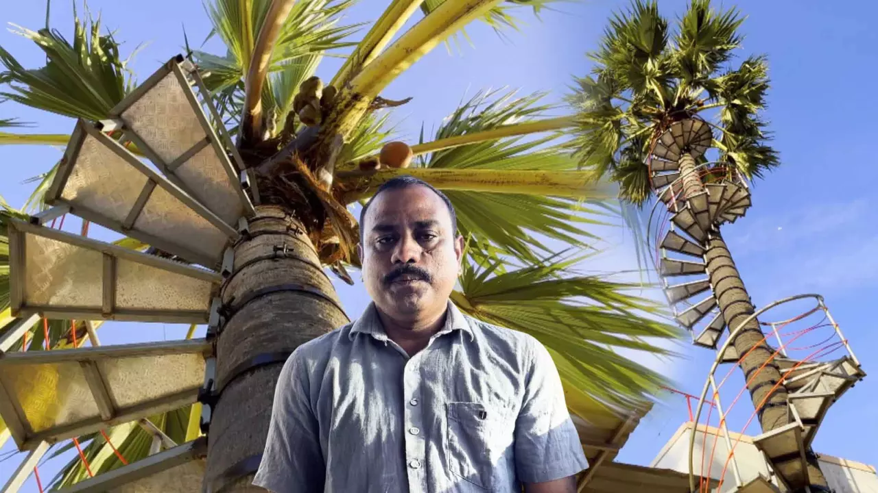 Palm Tree in Thoothukudi