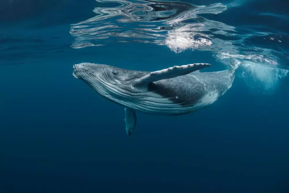 About 50 million years ago, the ancestors of modern whales were four-legged mammals that lived on land. Over countless generations, some populations became increasingly adapted to life in water. Photo: iStock