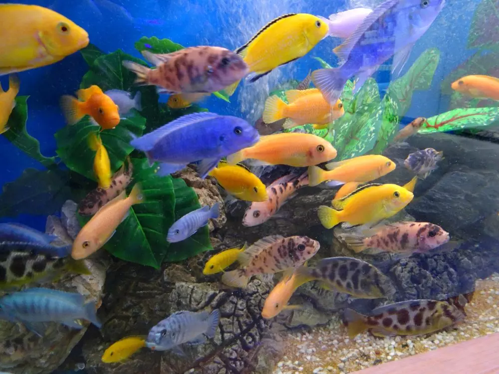 Simple regulatory mechanism has allowed different cichlid species to gain and lose stripes during evolution. Similar changes in the regulation of genes have enabled cichlids to exploit new food sources, habitats and mating strategies. Photo: iStock Simple regulatory mechanism has allowed different cichlid species to gain and lose stripes during evolution. Similar changes in the regulation of genes have enabled cichlids to exploit new food sources, habitats and mating strategies. Photo: iStock