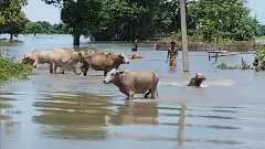 Assam flood situation worsens; death toll rises to 4, over 37,000 hit