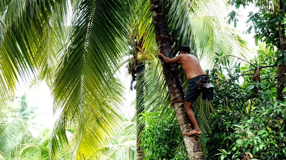 On a low: Why Keralas traditional toddy industry, already in decline, is facing a new challenge