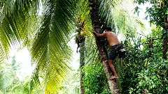On a low: Why Keralas traditional toddy industry, already in decline, is facing a new challenge