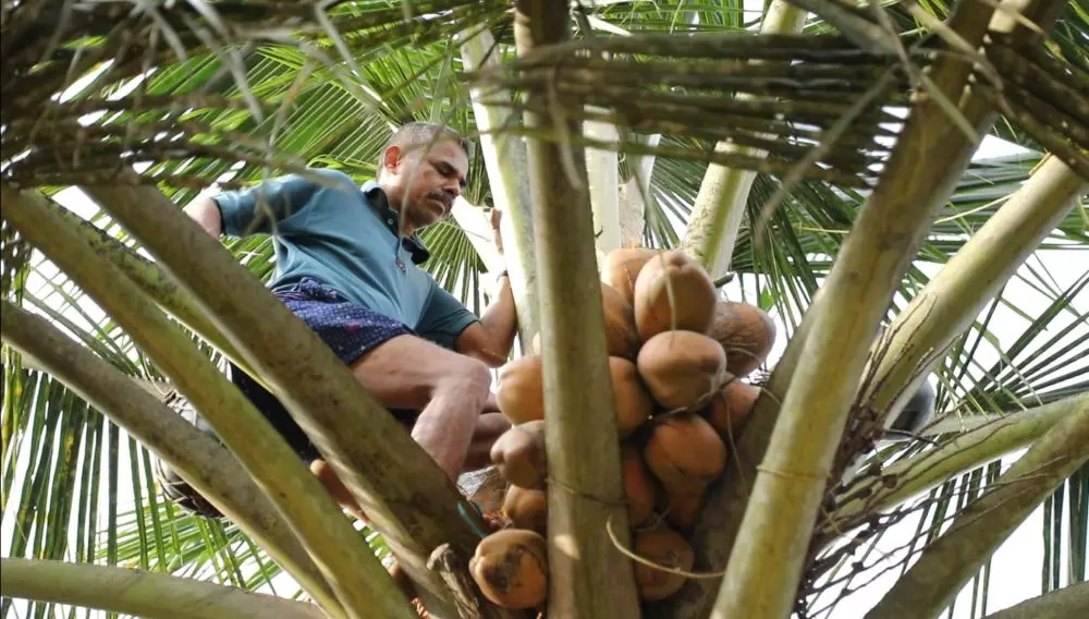 The work of toddy tapping is challenging; physically draining and involving long hours. Photo: Ima Babu