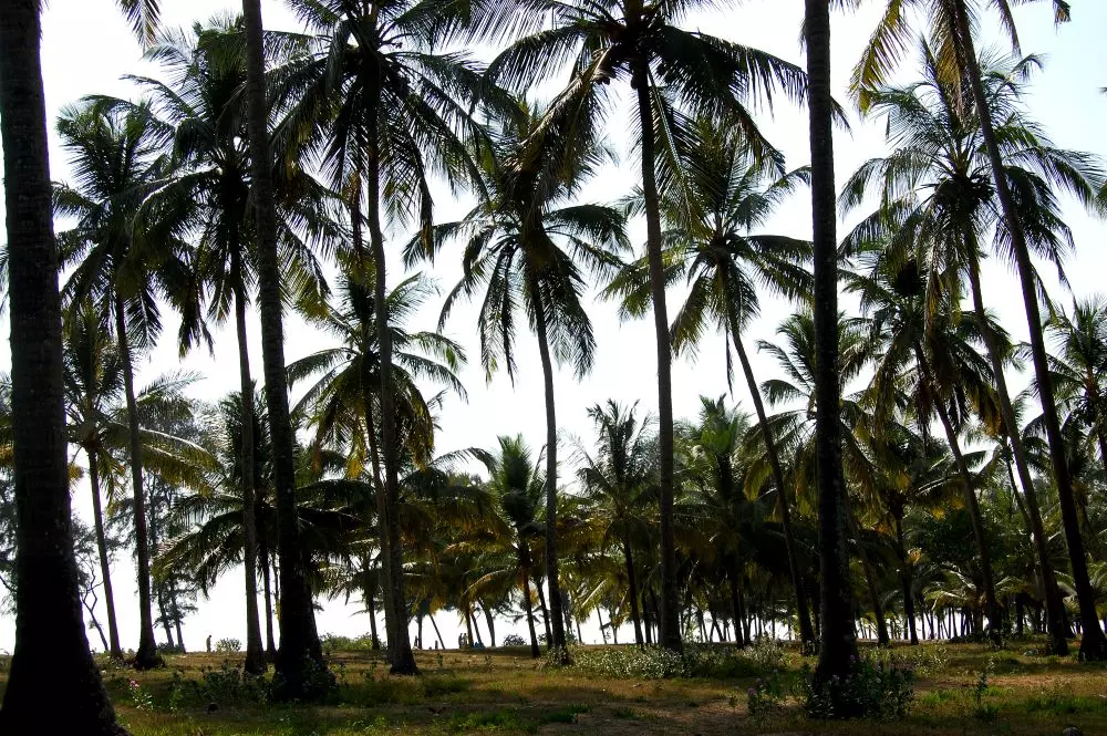The number of coconut trees have fallen over the years and many tree owners are reluctant to let tappers access their trees. Photo: Ima Babu