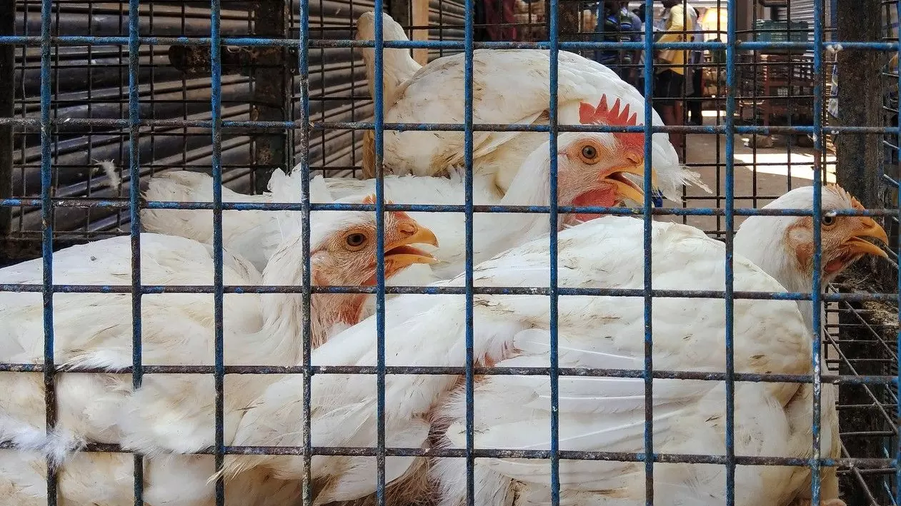Chicken supply in TN, Puducherry to take a hit