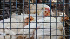 Chicken supply in TN, Puducherry to take a hit