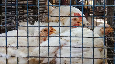 Chicken supply in TN, Puducherry to take a hit