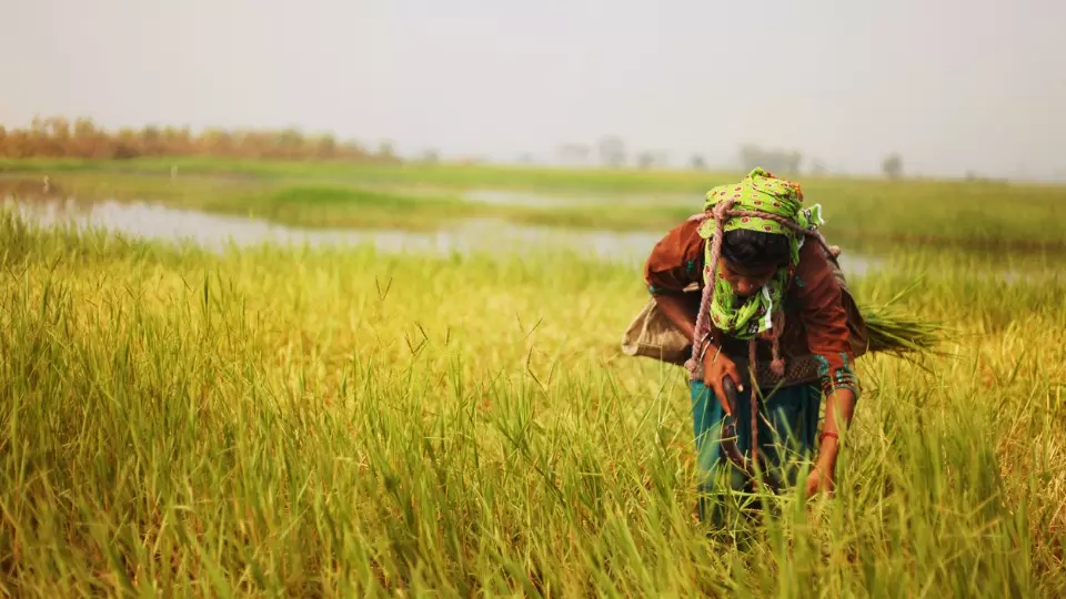 Tamil Nadu farmers, Minimum Support Price, Tamil Nadu Cauvery Farmers Association, National Commission on Farmers , Federation of Tamil Nadu Farmers Association, Tamil Nadu Civil Supplies Corporation, farmers, paddy, Samba harvest