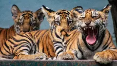 Tigers