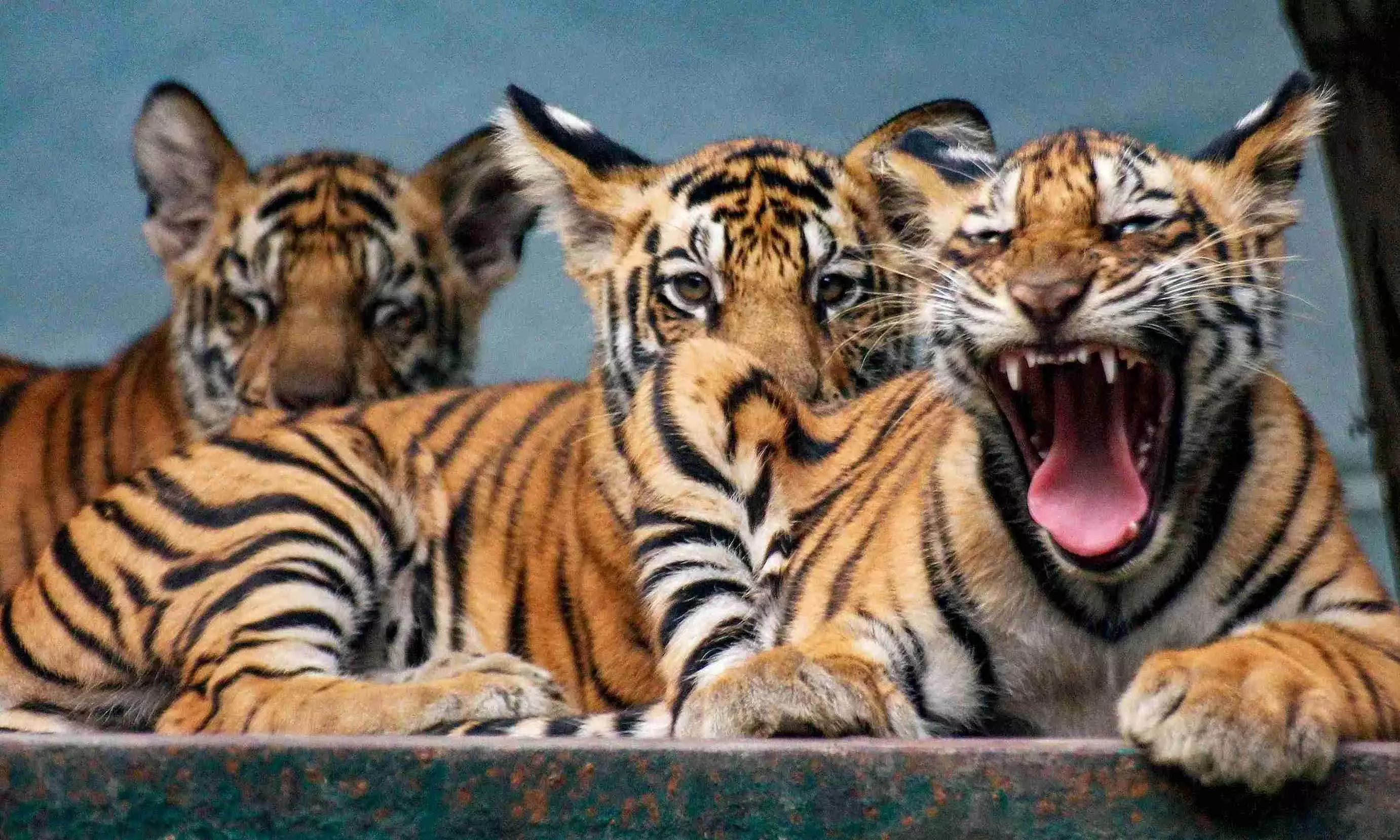 Tigers Tigers