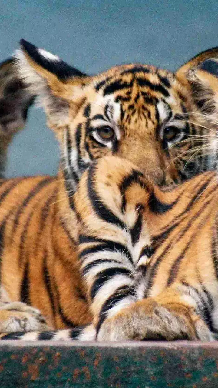 Tigers Tigers