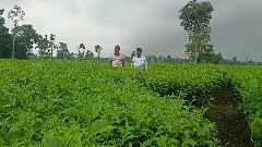 West Bengal tea growers