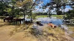 Assam