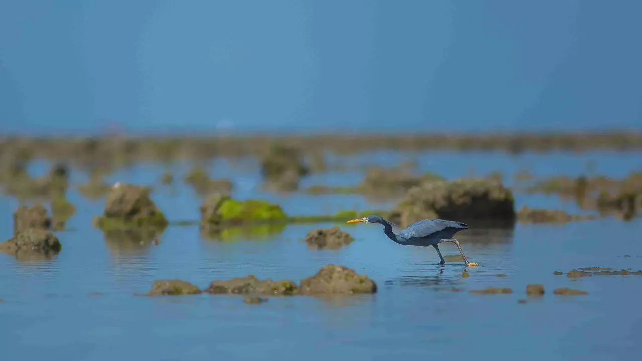 Govt clears bauxite mining project 1.6 km from India’s first marine sanctuary