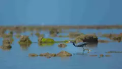 Govt clears bauxite mining project 1.6 km from India’s first marine sanctuary Govt clears bauxite mining project 1.6 km from India’s first marine sanctuary