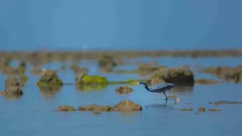 Govt clears bauxite mining project 1.6 km from India’s first marine sanctuary Govt clears bauxite mining project 1.6 km from India’s first marine sanctuary