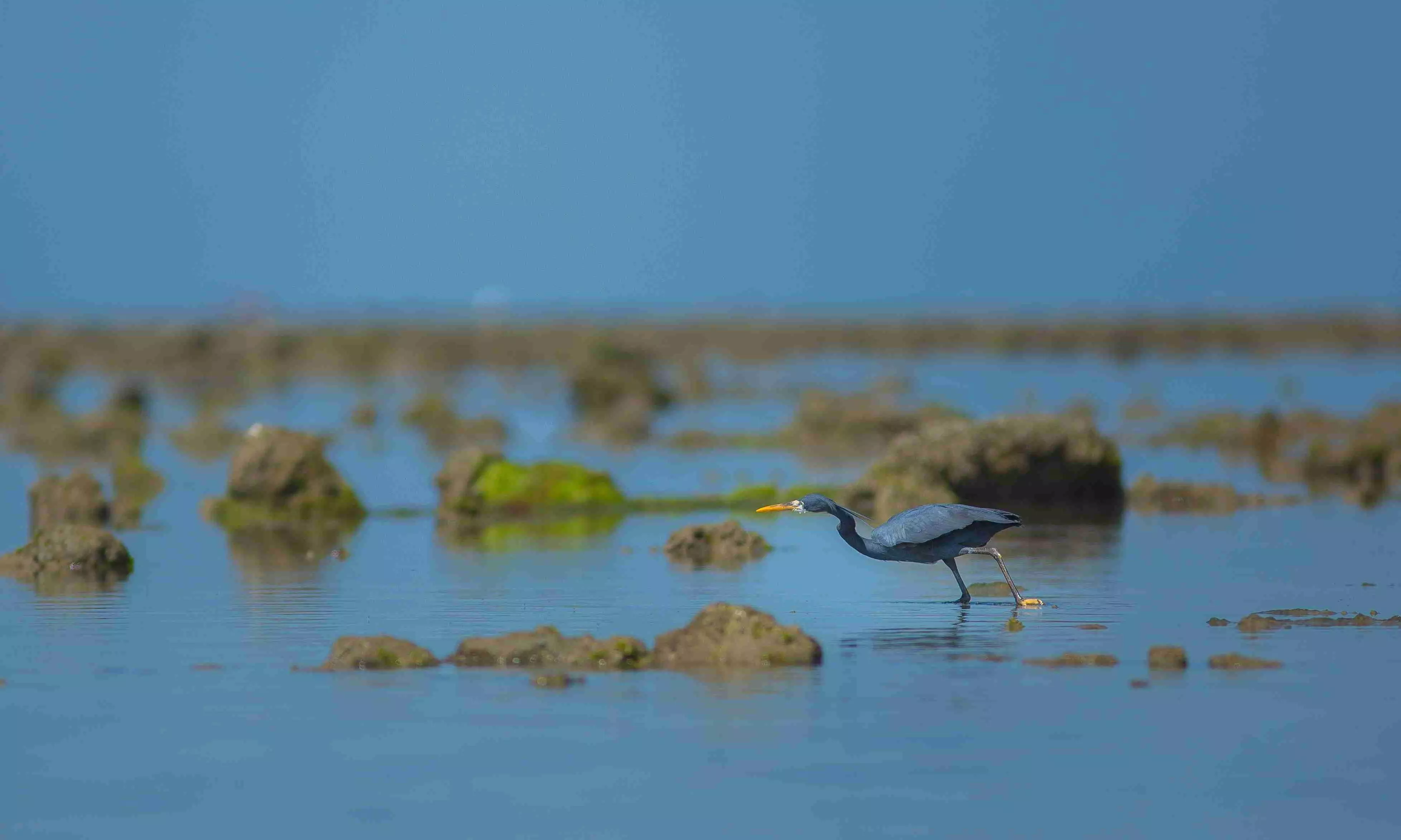 Govt clears bauxite mining project 1.6 km from India’s first marine sanctuary Govt clears bauxite mining project 1.6 km from India’s first marine sanctuary