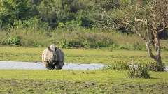 Why activists see red as Assam plans to trim Kaziranga’s eco-sensitive zone to 1 km