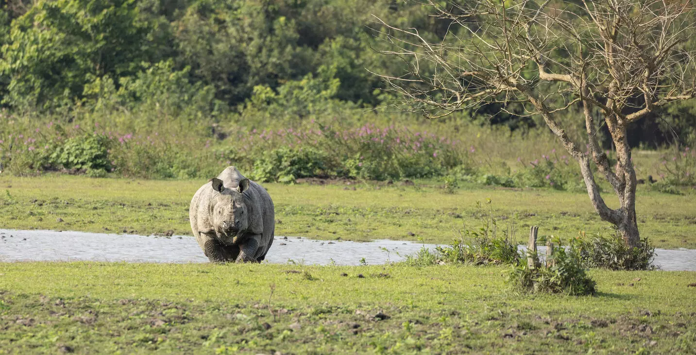 Why activists see red as Assam plans to trim Kaziranga’s eco-sensitive zone to 1 km Why activists see red as Assam plans to trim Kaziranga’s eco-sensitive zone to 1 km