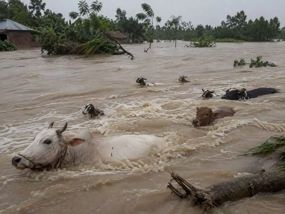 Animals try to swim to safety. Photo: By special arrangement Animals try to swim to safety. Photo: By special arrangement