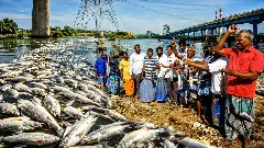 Thousands of dead fish have surfaced along the Kosasthalaiyar river near Ennore, Chennai Thousands of dead fish have surfaced along the Kosasthalaiyar river near Ennore, Chennai