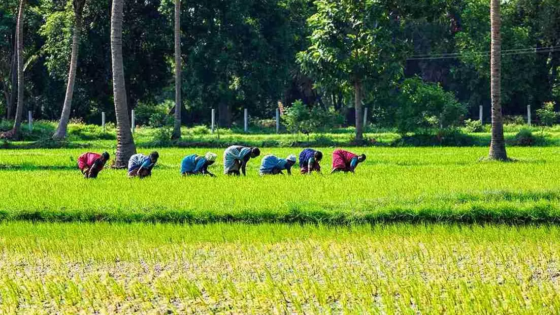 Why delta farmers are unhappy despite CM Vijay releasing Cauvery water from Mettur dam