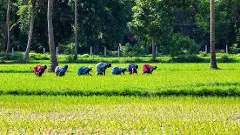 Why delta farmers are unhappy despite CM Vijay releasing Cauvery water from Mettur dam Why delta farmers are unhappy despite CM Vijay releasing Cauvery water from Mettur dam