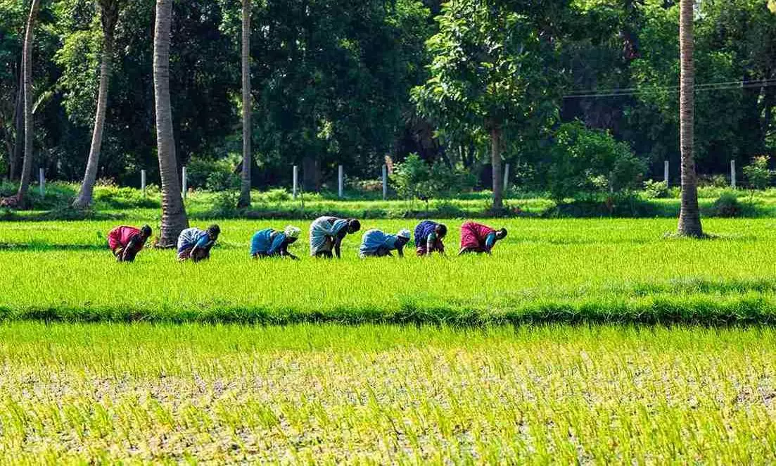 Why delta farmers are unhappy despite CM Vijay releasing Cauvery water from Mettur dam Why delta farmers are unhappy despite CM Vijay releasing Cauvery water from Mettur dam