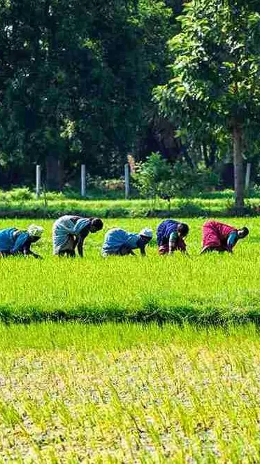 Why delta farmers are unhappy despite CM Vijay releasing Cauvery water from Mettur dam Why delta farmers are unhappy despite CM Vijay releasing Cauvery water from Mettur dam