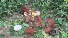 Rare sighting: 5 orangutans, not native to India, found in Odisha forest; probe launched
