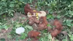 Odisha constitutes technical panel for care of five rescued orangutans