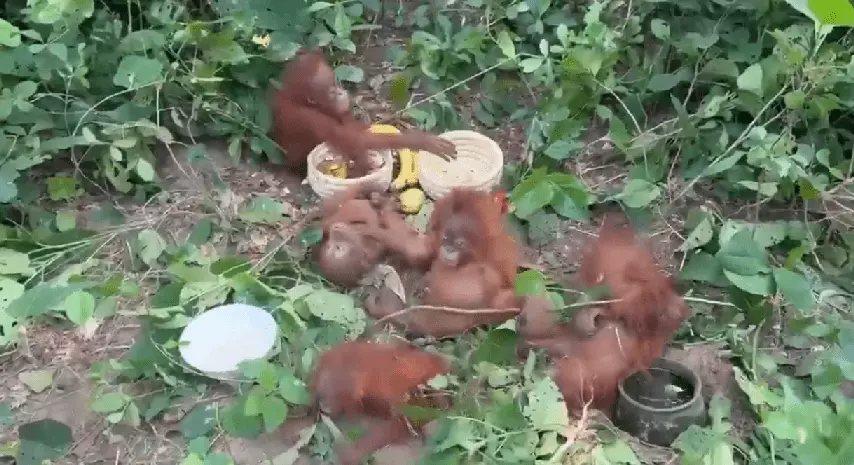 Rare sighting: 5 orangutans, not native to India, found in Odisha forest; probe launched Rare sighting: 5 orangutans, not native to India, found in Odisha forest; probe launched
