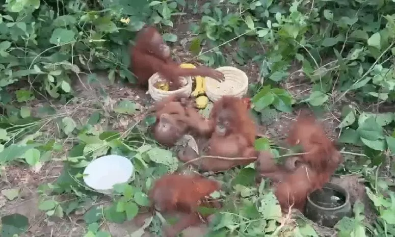 Odisha constitutes technical panel for care of five rescued orangutans Odisha constitutes technical panel for care of five rescued orangutans