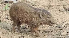 Assam targets 300 pygmy hogs by 2040 after number ‘rises to 194 from 6’