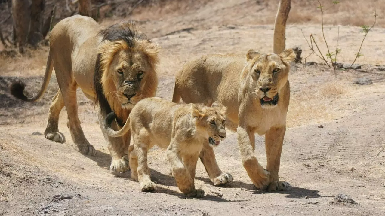Asiatic lions