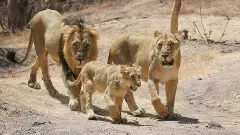 Asiatic lions Asiatic lions