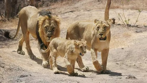 Asiatic lions Asiatic lions