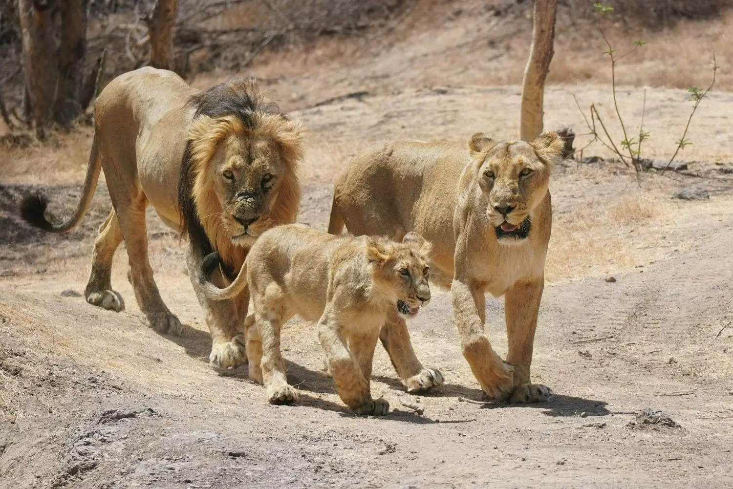 Asiatic lions Asiatic lions