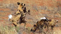 African wild dogs