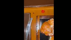 cockroach at JW marriott