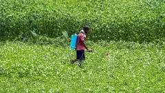 Cabinet approves Rs 25 hike in wheat MSP